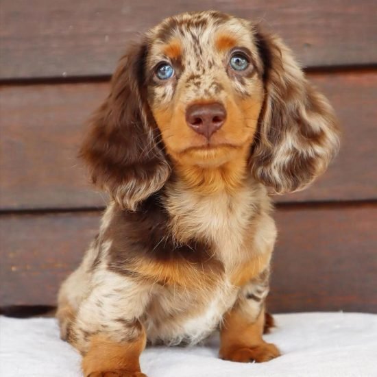 WhatsApp Image 2025-05-20 at 10.40.52