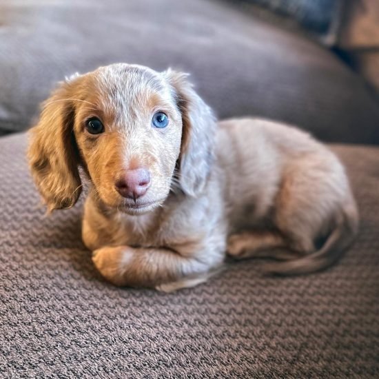 WhatsApp Image 2025-09-03 at 3.02.59 AM