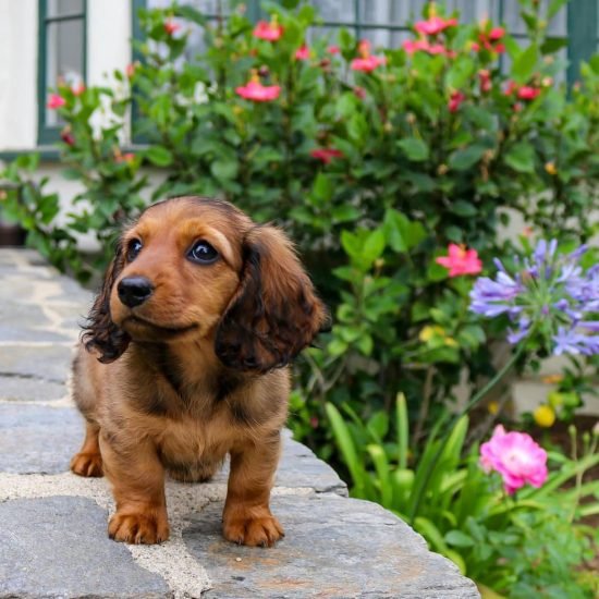 WhatsApp Image 2025-09-03 at 3.11.36 AM